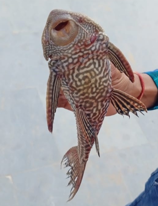 रक्सौल में मिली अनोखी मछली को ले कर कौतूहल,देखने उमड़ रहे लोग!