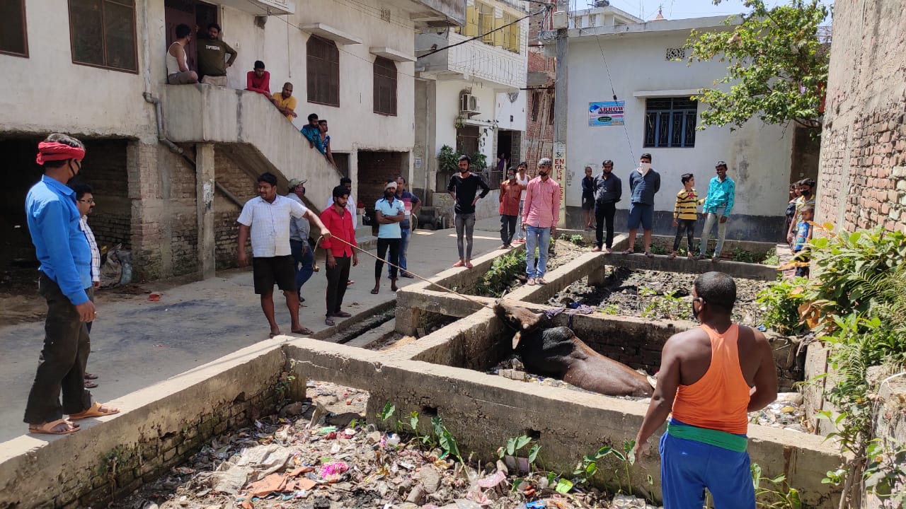 सात घण्टे बाद गड्ढे से निकला साढ़,स्थानीय लोगों के सहयोग से नगर परिषद कर्मी हुए सफल!