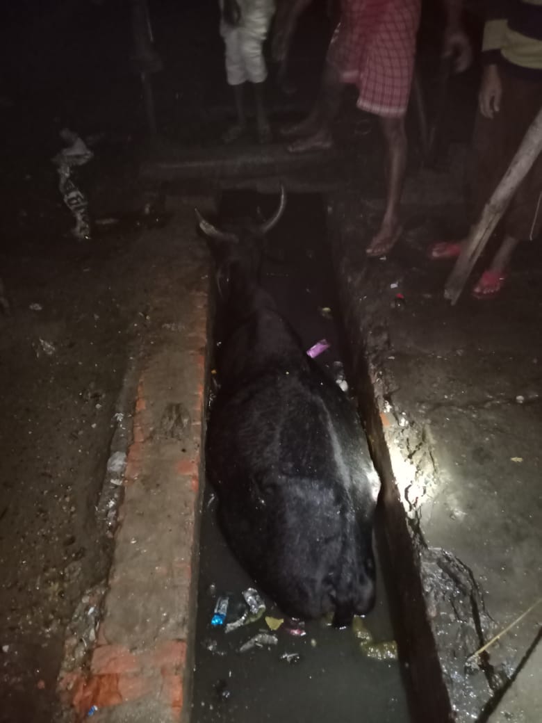 नाले में गिर गई गाय,मशक्कत से बचाई गई बेजुबान की जान!