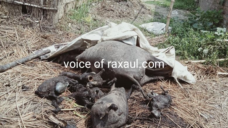 रामगढ़वा के पटनी गावँ में आगलगी में छह मवेशी मरे