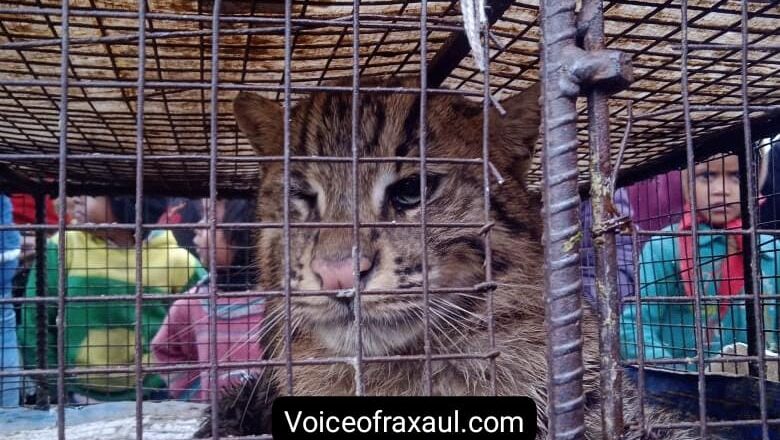 रामगढ़वा के आमोदेई गांव में तेंदुवा के घुस आने से मची खलबली,वन विभाग की टीम ने किया रेरक्यू!