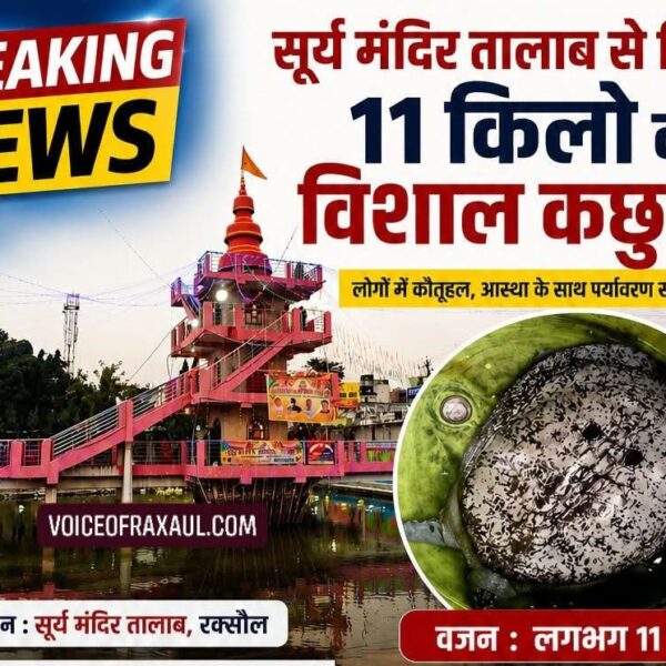 सूर्य मंदिर तालाब में मिला 11 किलो का विशाल कछुआ, रक्सौल में आस्था और पर्यावरण संरक्षण पर छिड़ी नई चर्चा